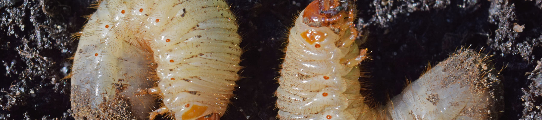 Vers blancs (insectes nuisibles)