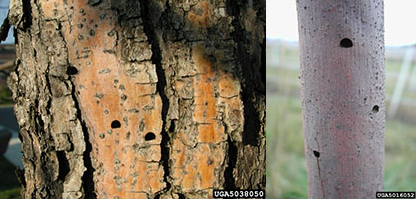Trous de sortie en forme de « D » dans des arbres