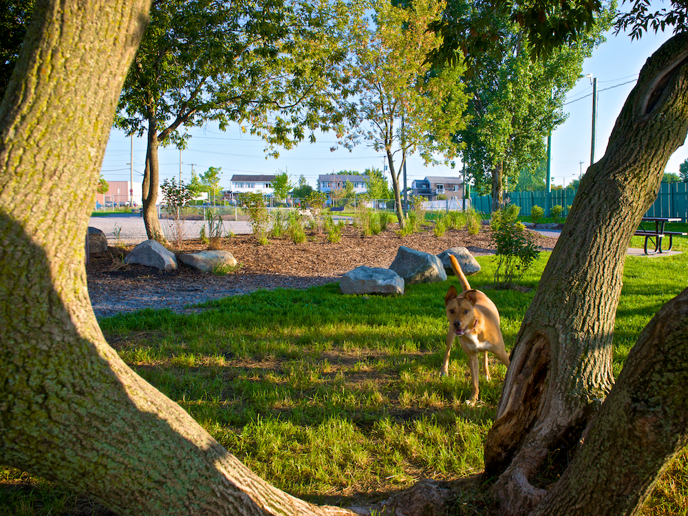 Un chien joue dans un parc